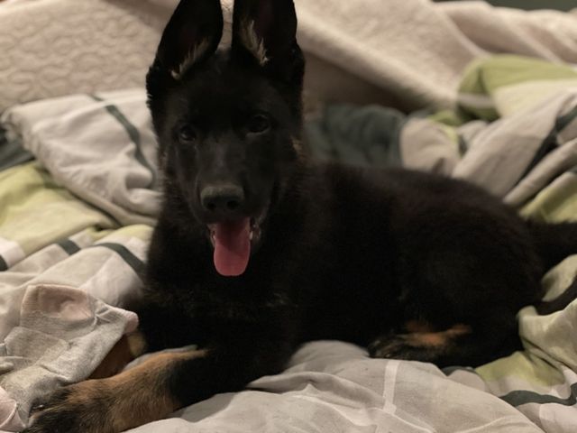 Ddr german hotsell shepherd puppy